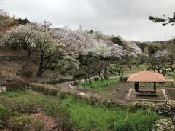 周辺環境:大倉山公園(大倉山公園まで300m 閑静な住宅街の中にあり梅の名所として有名な公園。春には46種類約220本の梅が咲き誇ります。毎年2月には「大倉山観梅会」が行われます。ドラマのロケ地になることも。)