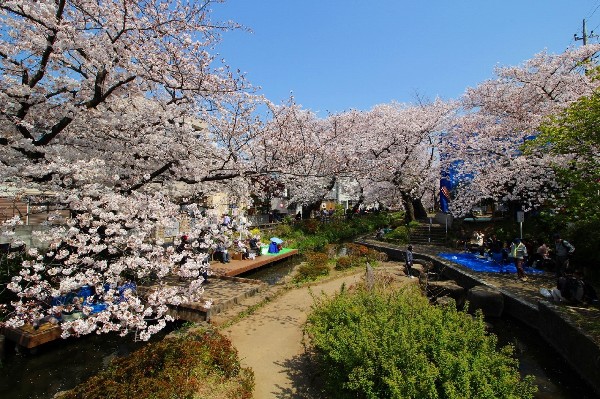 周辺環境:二ヶ領用水(宿河原駅付近の二ヶ領用水沿いの桜並木。撮影日は天気が良く、まさにお花見日和。たくさんの見物者が楽しんでいました！)