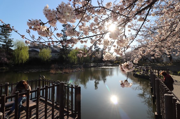 周辺環境:白幡池公園(滑り台、ブランコ、鉄棒がある遊びの広場と、魚釣りができる白幡池があります。)