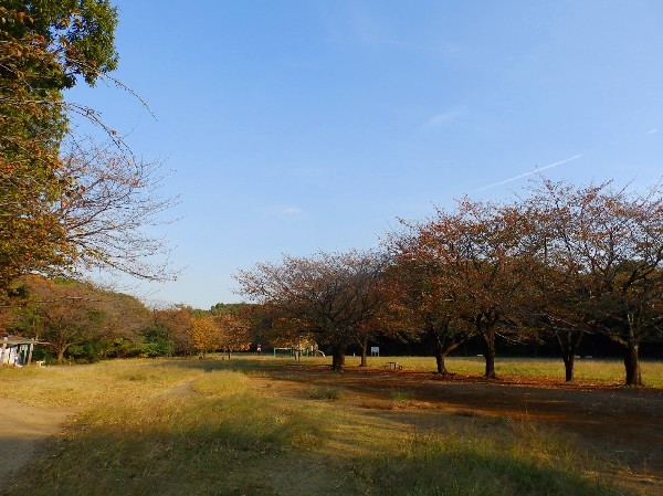 周辺環境:菅生緑地(樹木が立ち並び、木漏れ日を愉しめる公園。落ち着きある空間が広がります。)