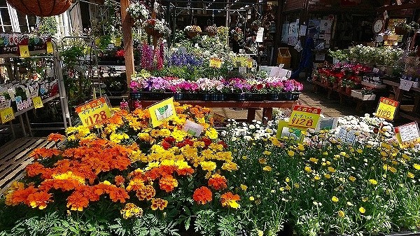 周辺環境:ホームセンタースズキ (リフォームからペット用品まで豊富な品揃えです。週末はDIYに勤しんでは如何でしょうか？)