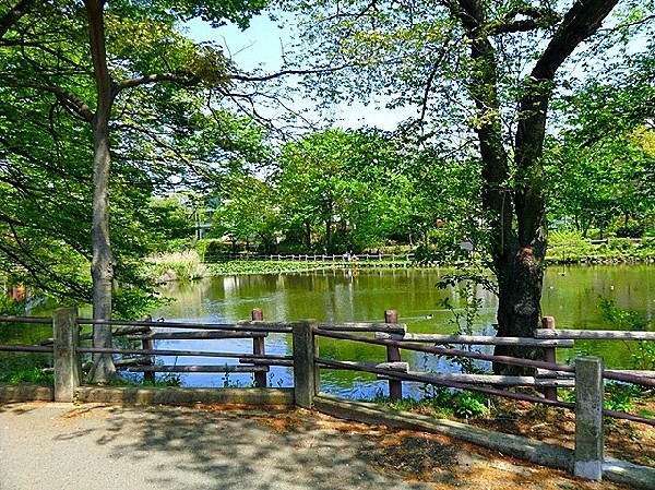 周辺環境:菊名池公園(妙蓮寺駅徒歩3分の、池を囲んだのどかな公園です。春には桜が楽しめ、夏にはプールが賑わっています。)