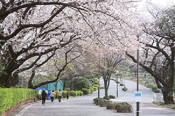 周辺環境:三ツ沢公園(国体やオリンピックにも使われた歴史ある運動公園。Ｊリーグなども行われる。桜の名所としても有名です。)