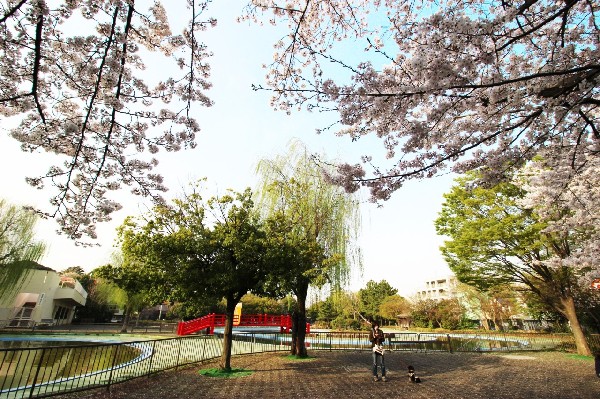 周辺環境:菊名池公園(大きな池のある緑豊かな公園。春になると池の周りの桜が綺麗に咲きます。夏はプールが開きます。遊具あり。)