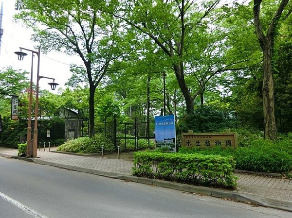 周辺環境:神代植物公園(現在、約4800種類、10万本の樹木が植えられています。園内は、ばら園、つつじ園、うめ園、はぎ園をはじめ、植物の種類ごとに30ブロックに分かれています。)