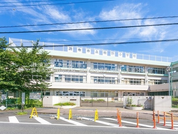 周辺環境:調布市立柏野小学校